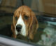 Ποια ράτσα σκύλου οδηγείται προς απαγόρευση στη Γερμανία και γιατί