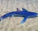 Γλυφάδα: Τι λέει ερευνήτρια του ινστιτούτου «Αρχιπέλαγος» για την εμφάνιση του γαλάζιου καρχαρία