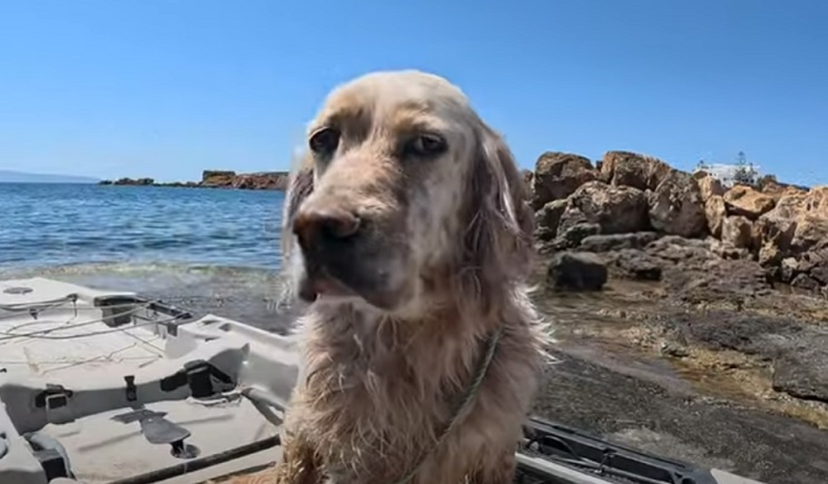 Πάρος: Διάσωση σκύλου που κολυμπούσε στη θάλασσα μεταξύ Πάρου και Νάξου (Βίντεο)