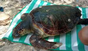Πάρος: Τραυματισμένη θαλάσσια χελώνα σε παραλία του Βουτάκου