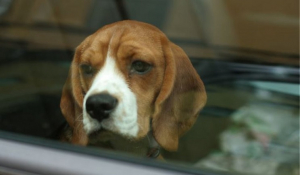 Μαγνησία: Σκύλος πέθανε από τη ζέστη μέσα στο Ι.Χ. του ιδιοκτήτη του