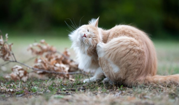 Λέιζερ: Γιατί το αγαπημένο παιχνίδι της γάτας είναι άκρως επικίνδυνο για την υγεία της