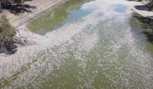 Αυστραλία: Εκατομμύρια νεκρά ψάρια σε ποταμό - Δείτε βίντεο