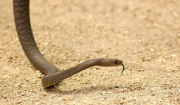 Εύβοια: Αναστάτωση με φίδι που κολυμπάει και… κόβει βόλτες σε πλαζ