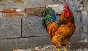 Δανία: Θανατώνονται 25.000 κοτόπουλα -Εντοπίστηκαν κρούσματα γρίπης των πτηνών σε αγρόκτημα