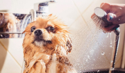 Οι λόγοι που ο σκύλος τινάζεται και τρίβεται παντού μετά το μπάνιο