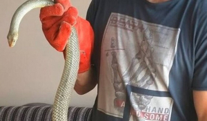 Θεσσαλονίκη: Γέμισε φίδια η πόλη - Τι λένε οι ειδικοί