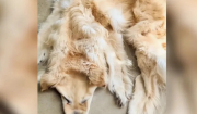 Αυστραλία: Οικογένεια μετέτρεψε το σκυλί της σε... χαλί όταν αυτό πέθανε - Δείτε εικόνες