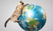 Έρευνα: Πόσες γάτες υπάρχουν σε όλο τον κόσμο – Ποια χώρα έχει τις περισσότερες