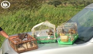 Λαθροθηρία Πουλιών: Ένα Συνεχιζόμενο Περιβαλλοντικό Έγκλημα