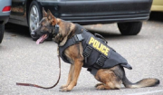 Αστυνομικός σκύλος ανακαλύπτει ναρκωτικά πριν τον απόπλου πλοίου για τις Κυκλάδες
