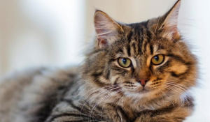 Κινεζική μελέτη: Να μπαίνουν σε καραντίνα οι γάτες για να μην γίνουν υπερμεταδότες κορωνοϊού