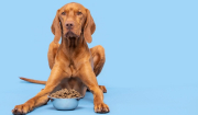 Οι λόγοι που οι σκύλοι δεν κάνει να τρώνε ζάχαρη