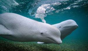 Αντίπαρος:  Ο συναρπαστικός κόσμος των φαλαινών και άλλες υποβρύχιες ιστορίες του Brian Skerry ζωντανεύουν αυτό το καλοκαίρι