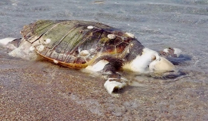 Εντοπισμός νεκρής θαλάσσιας χελώνας στη Μήλο