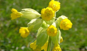 «Το λουλούδι του Δαρβίνου»: Το πανάκριβο φυτό που πωλείται 50.000 ευρώ το κιλό