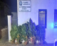 Εντοπίσθηκε και εκριζώθηκε φυτεία δενδρυλλίων κάνναβης στην Κύθνο