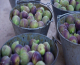 Σύκα: Το πεντανόστιμο καλοκαιρινό superfood