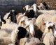 Πανώλη στα αιγοπρόβατα: Συνεχίζονται οι έλεγχοι στην Θεσσαλία – Ευρωπαϊκό κλιμάκιο στην Λάρισα την Τετάρτη