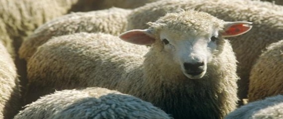 θανάτωσε τέσσερα πρόβατα με χρήση ξύλινης ράβδου!
