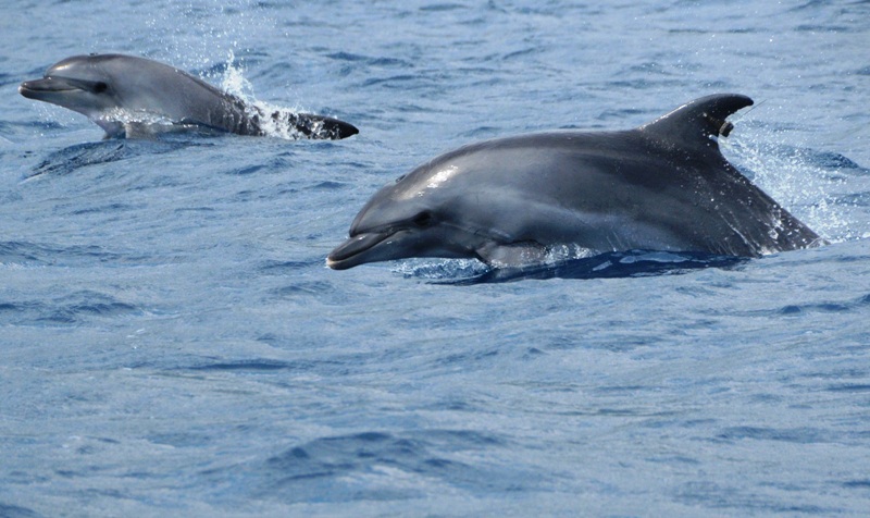 Επιχείρηση στο Αιγαίο για την επανένταξη ρινοδέλφινου στο φυσικό του περιβάλλον