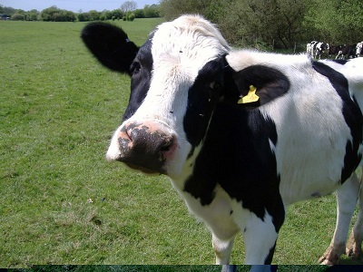 Ποσόστωση αγελαδινού γάλακτος σε κτηνοτρόφους -  αιτήσεις έως 31-1-2014