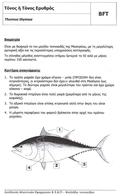 H αλιεία του είδους Ερυθρός Τόνος (Thunnus thynnus) από τα ελληνικά σκάφη έχει απαγορευθεί πλήρως από 13-5-2013
