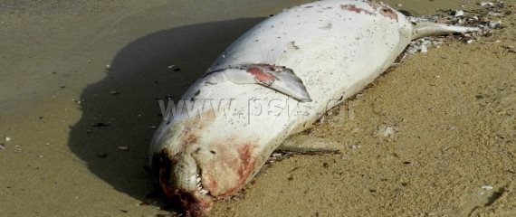Σε προχωρημένη αποσύνθεση η νεκρή φώκια στην Πάρο