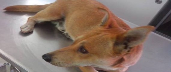Πάρος – Τσουκαλιά: Σύλληψη με αυτόφωρη διαδικασία για πυροβολισμό σκύλου