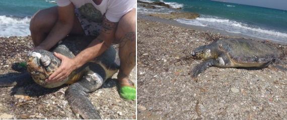 Ξεβράστηκε θαλάσσια χελώνα στον Αμπελά της Πάρου