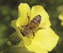 Πάρος: Η Θαυματουργή Μέλισσα