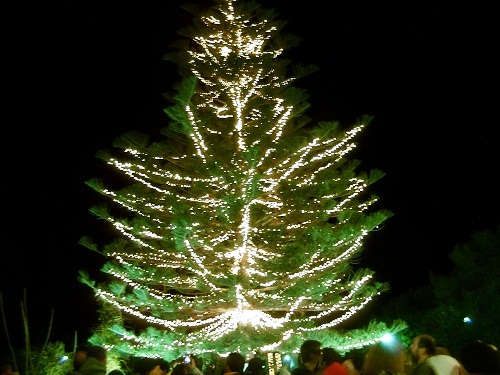 ΚΔΕΠΑΠ: Για το άναμμα του Χριστουγεννιάτικου Δέντρου