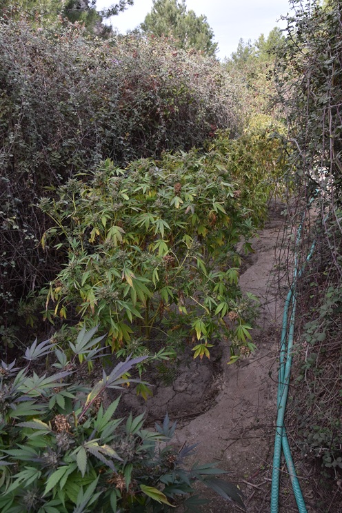 ΕΝΤΟΠΙΣΜΟΣ ΚΑΝΝΑΒΗΣ ΚΩΣ Φ 1