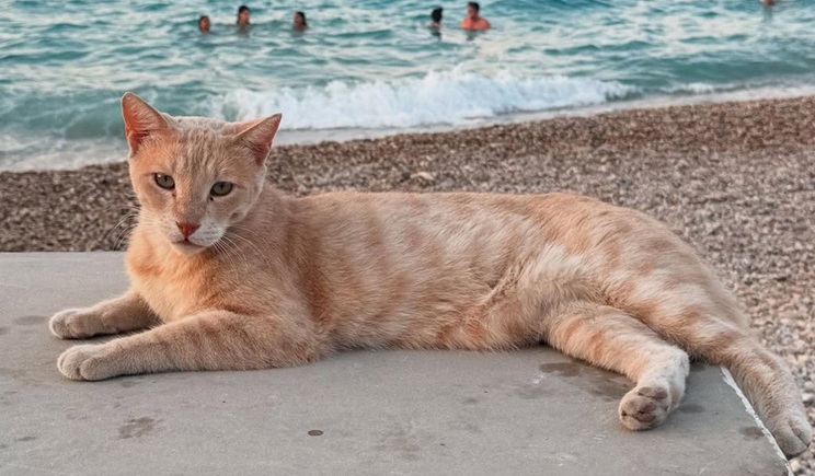 gata thalassa