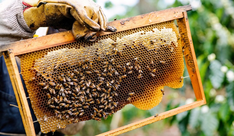 meli koumarias pikro anoigma