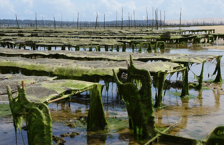 oyster farm g23a0b6c74 1280