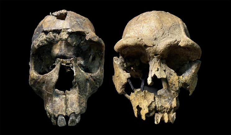 krania homo erectus