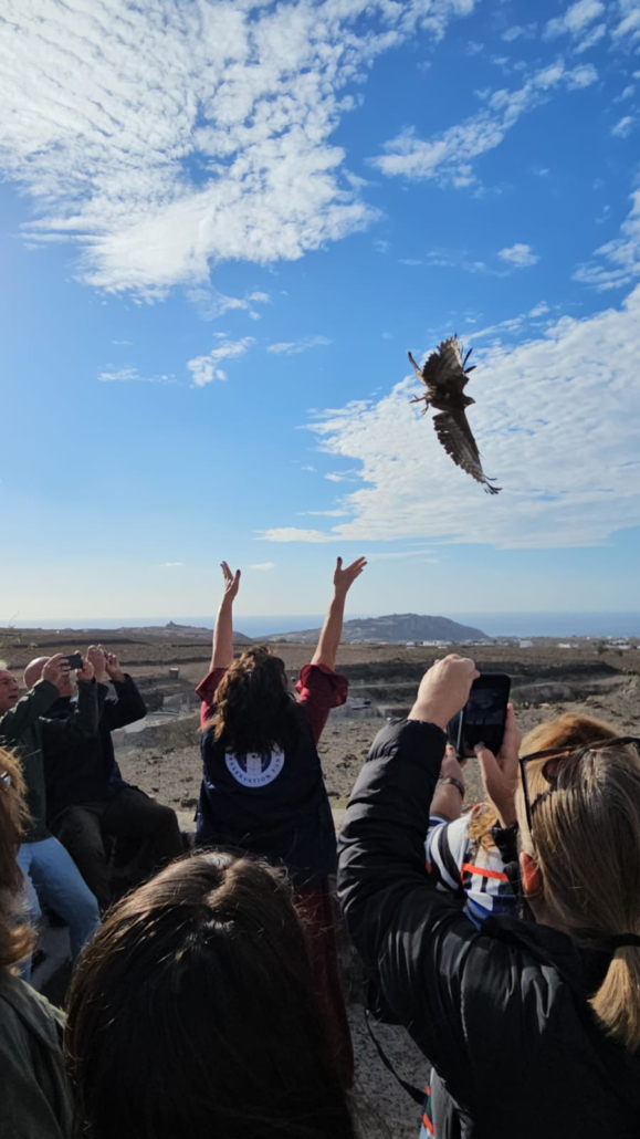 CPF Islanders Forum Santorini eagle 579x1030