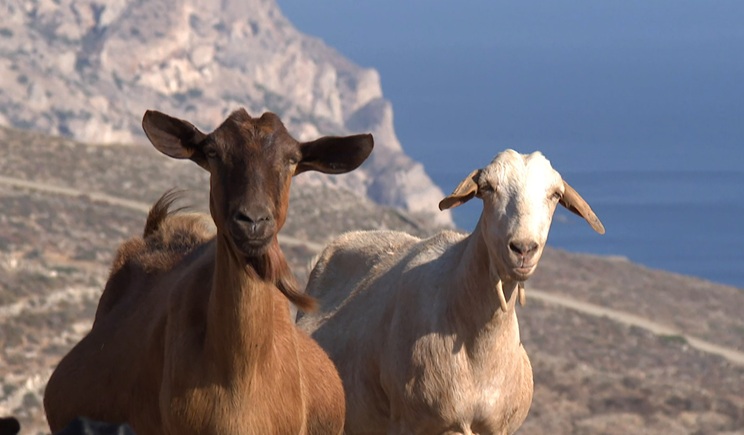 folegandros katsikia