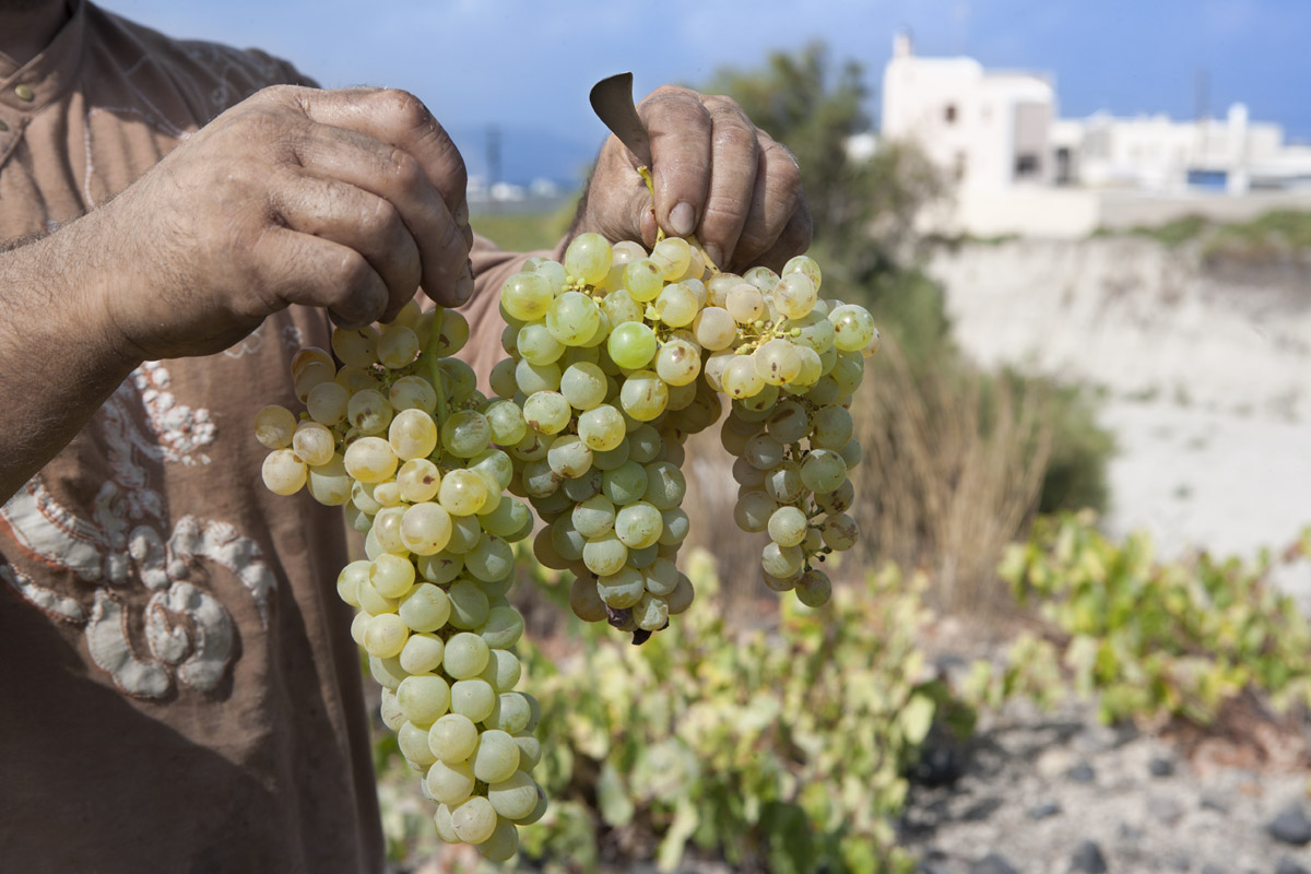 winery vineyard asurtiko.santorini