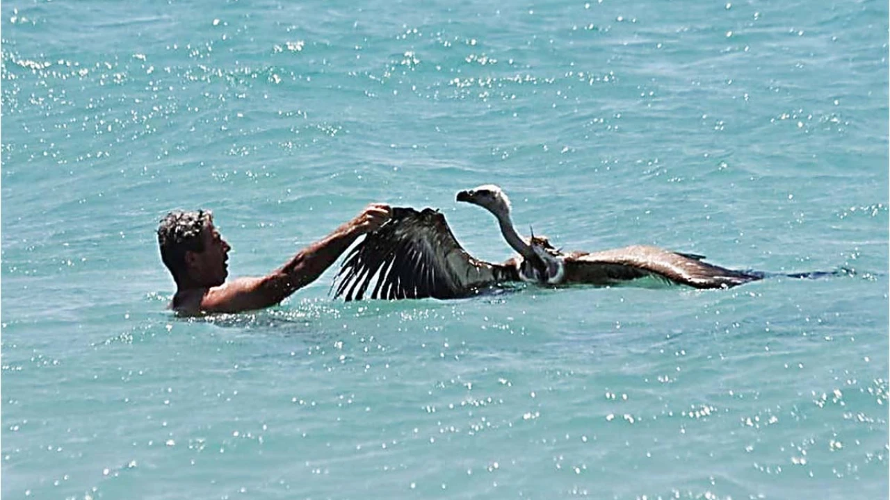 Διάσωση Όρνιου 