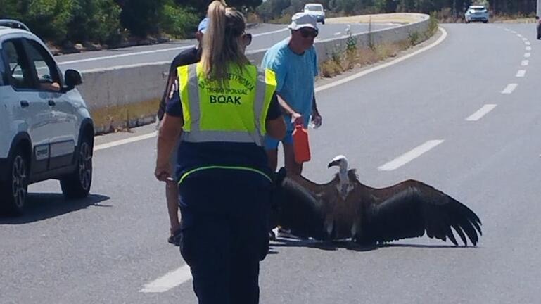 Διάσωση Όρνιου Α