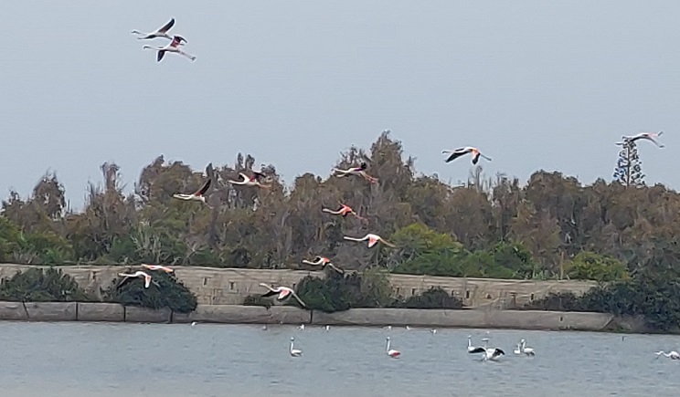 paros flamingko3
