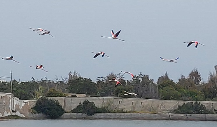 paros flamingko4