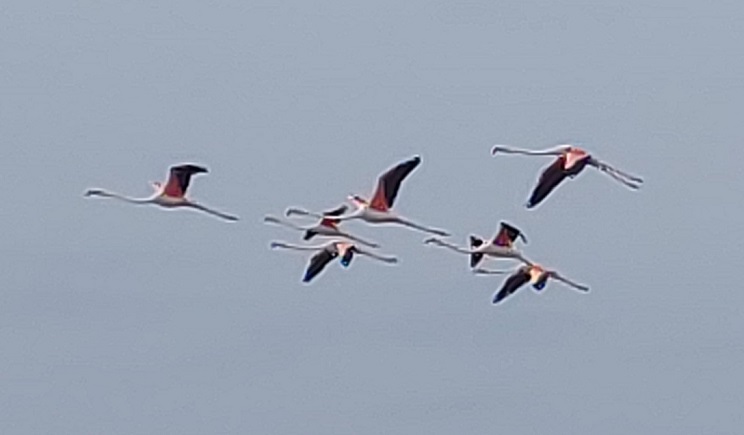 paros flamingko5