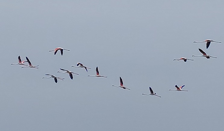 paros flamingko6