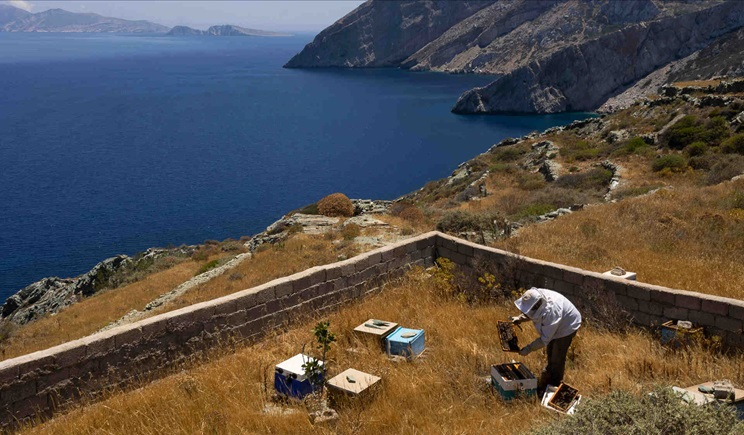 Το μέλι των Κυκλάδων κινδυνεύει με εξαφάνιση;