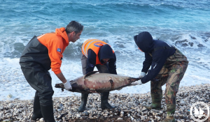Ανησυχητική Αύξηση Νεκρών Δελφινιών σε Ακτές του Βορείου Αιγαίου