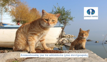 Δήμος Πάρου: Ενημέρωση για τις ενέργειες για την ευζωία των αδέσποτων