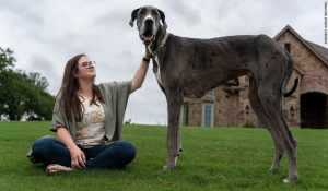 Βίντεο: Αυτός είναι ο ψηλότερος σκύλος στον πλανήτη σύμφωνα με τα Guinness World Records
